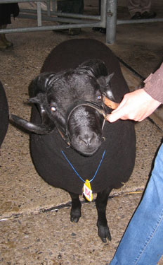 This older ram is a great example of a Black Welsh Mountain sheep.
