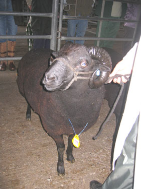 This ram's horns spread quite wide.