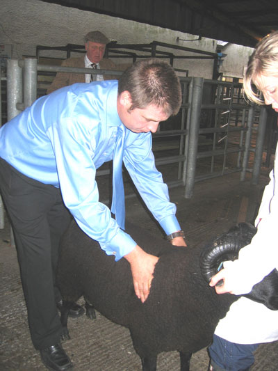 This judge is checking the shoulders of this ram.