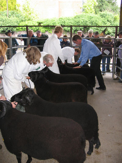 The judge is checking the back and loin area of these shearling rams.
