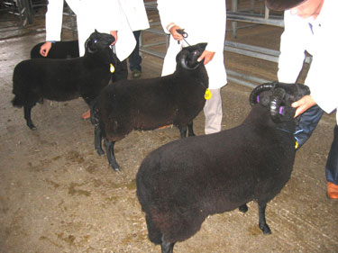 The ram lamb class is populated with some nice looking sheep.