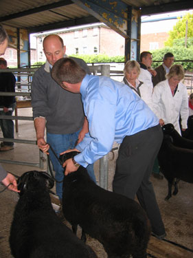 The judge is looking at Will Workman's ram lamb.