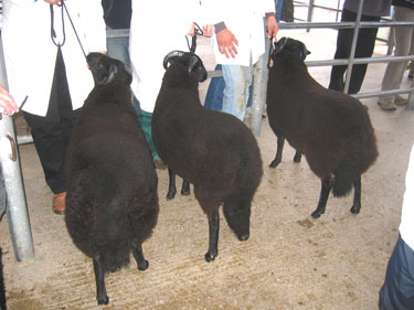 More pictures of the ram lambs, lined up and ready for judging.