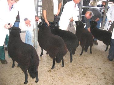 More pictures of the ram lambs, lined up and ready for judging.