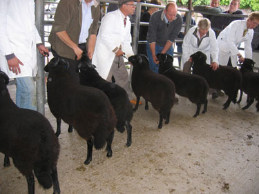 Several exhibitors are lined up with their rams.