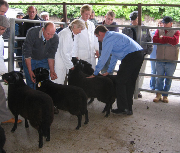 The judge is examining another of the rams.