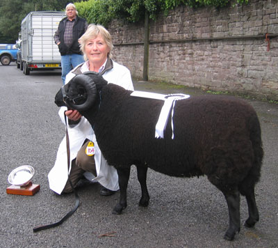 This is the breed champion ram, Hounsley Joker.
