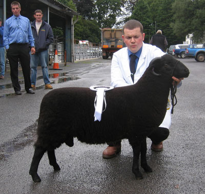 This is the reserve champion ram, Wenallt Kenchester.