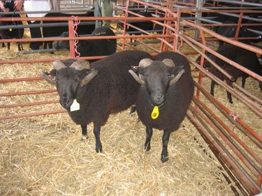 Two rams look at the camera.