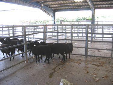 Groups of ewes are separated into different pens.