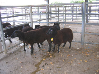 Groups of ewes are separated into different pens.