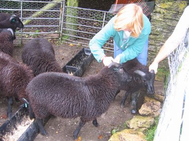 Working on getting the ram in question out of the pen. 