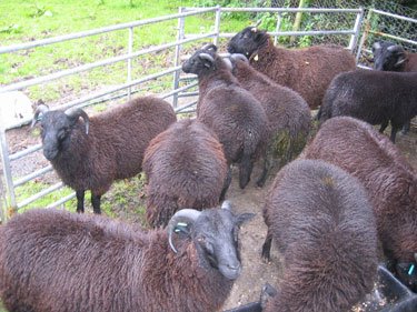 A group of Black Welsh Mountain rams is squeezed into a holding area for convenience. 