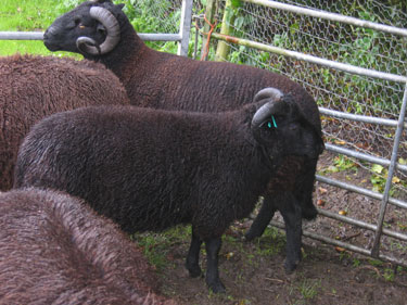 Several rams pose for the camera. 