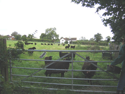 A flock of Black Welsh Mountain show sheep hangs out at the gate of a large pasture.
