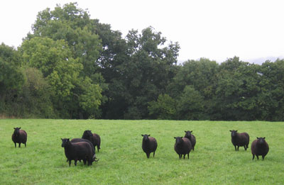 Scattered Black Welsh Mountain sheep are standing at attention.