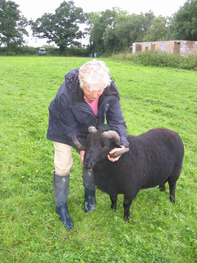 A person holds a ram by the horns to pose him for the camera.