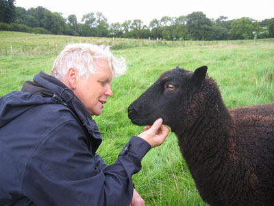A person scratches a black ewe under the chin.
