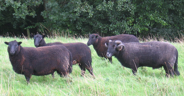 A group of four Black Welsh Mountain sheep is standing loosely together.