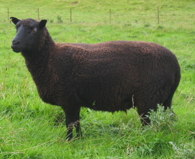 A black ewe poses for the camera.