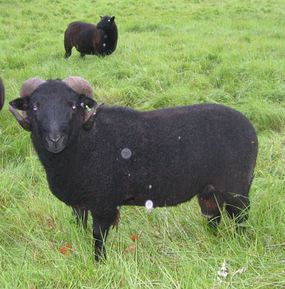 A black ram poses for the camera.