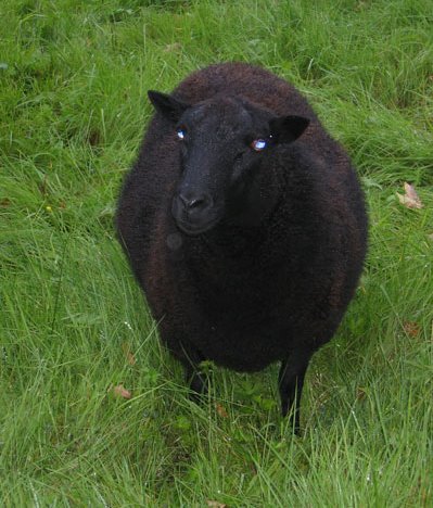 Another black ewe looks toward the camera.
