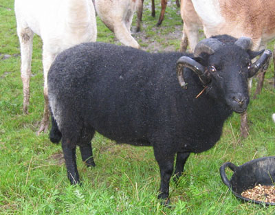 This ram's horns are especially long.