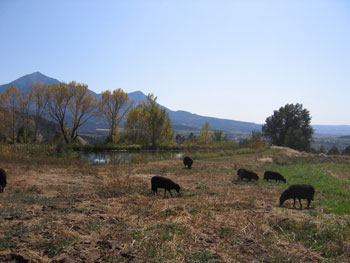 A group of sheep destined for slaughter are enjoying their own large pasture together. 