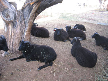 A group of rams, some with red ear tags, lounges together in a field.