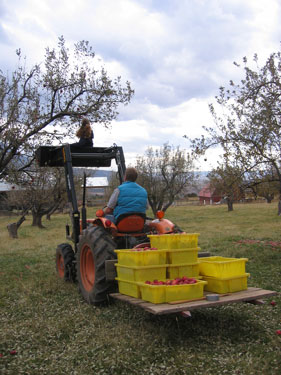 The Hellecksons are using the tractor to pick apples that would normally be out of reach.