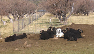 Willie lays on the ground, surrounded by her rams.