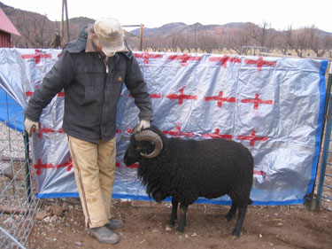 This ram is posing in front of a marked tarp for measurement.