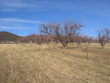 A stronger, more permanent fence is being installed between pastures.