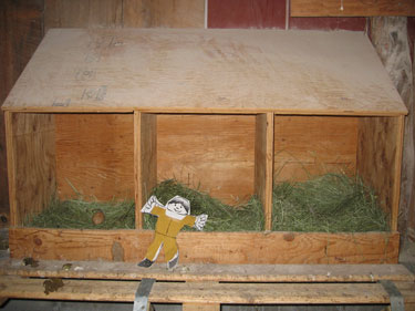 Flat Stanley is helping to gather eggs from the nesting boxes.