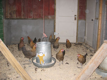 Flat Stanley fills the chicken feeder as the hens look on.