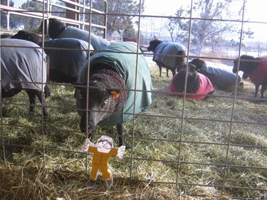 One of the ewes, Desert Weyr Gwenda, sniffs curiously at Flat Stanley.