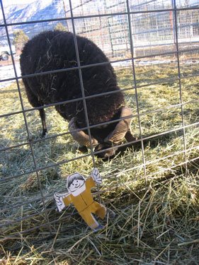 Wye Heights Fychan is in his own pen, with Flat Stanley standing outside the fence.