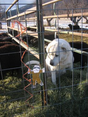 Winnie is fascinated by the presence of Flat Stanley outside her fence.
