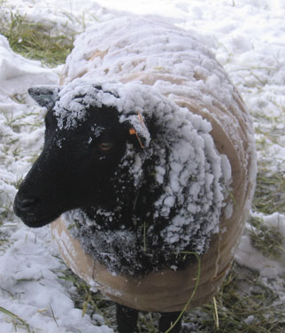 This ewe is covered in a layer of snow, meaning she's well-insulated!
