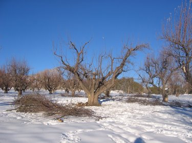 This tree has already been heavily pruned.