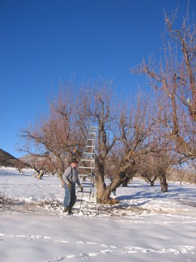 Larry is preparing to prune this tree. 