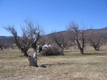 Larry uses his tractor to help gather branches for burning. 