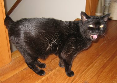 Shadow the inside cat looks at the camera mid-meow.