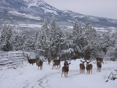 A large herd of deer stands in a snowy yard. 
