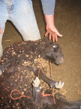 A sheep is being immobilized by a string of baling twine.