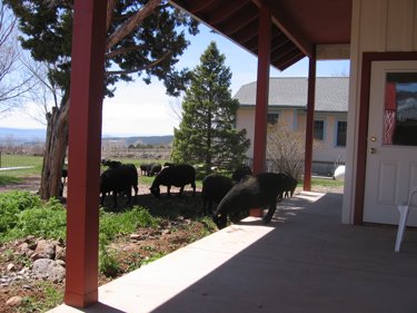 More ewes are eating grass and greens around the shop.