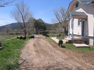 The ewes are eating the grass in front of the guesthouse.