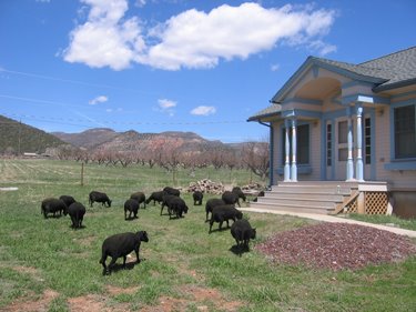 More ewes mowing in front of the guesthouse.