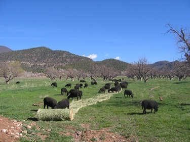 Lots of black sheep line up to eat the unrolled round bale.