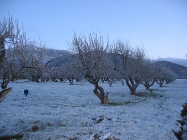 A light dusting of snow and frost covers the ground in the orchard. 